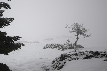 Small Lonely Tree in Winter