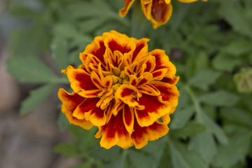Janie Flame Marigold