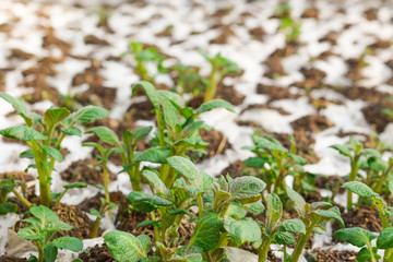 Young potato shoots.   Springtime. Organic  food. Nature