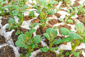 Young potato shoots.   Springtime. Organic  food. Nature