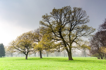 Bäume in besonderer Lichtstimmung