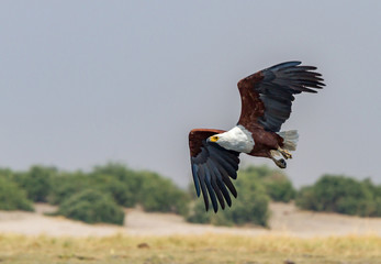 Fish Eagle along Chobe River