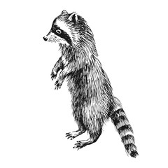 Hand drawn raccoon © Marina Gorskaya
