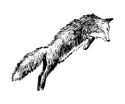 Hand drawn fox