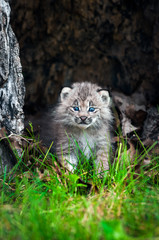 Naklejka na ściany i meble Canada Lynx (Lynx canadensis) Kitten Walks Forward