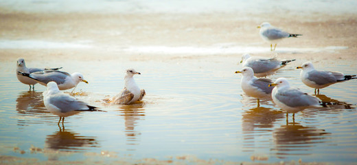 Seagulls