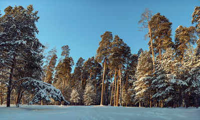Сосновый лес,зима,пейзаж,панорама