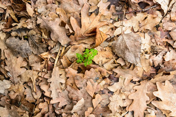 Dry autumn leaves background