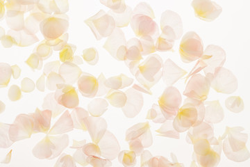 petals background
