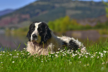 landseer dog kennel waterwork