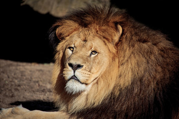 Obraz na płótnie Canvas Lion (Panthera leo krugeri) portrait