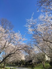 cherry blossoms crowning street