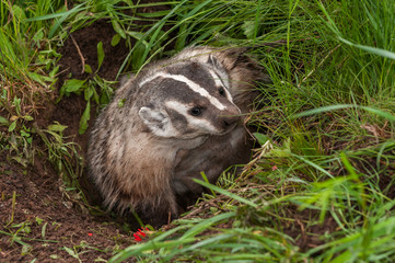 North American Badger (Taxidea taxus) Digs to Side in Den