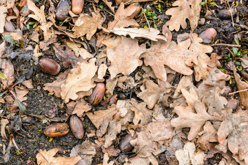 Dry fallen leaves