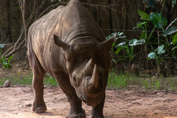 The portrait of the large rhinoceros in China zoo