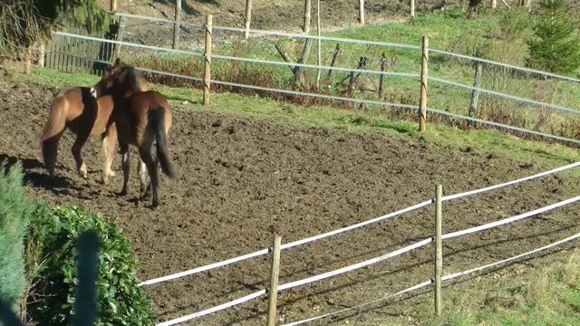 Pferde auf der Weide im Scheinkampf