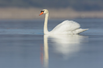 Fototapeta premium Höckerschwan im morgendlichen Licht auf einem See