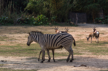 Beautiful zebra is walking in the safari park