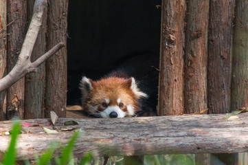 Red panda is sleeping in the house on the tree in the safari park