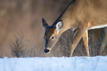 Female Whitetail Deer Sniffing Snow