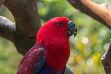 The portrait of the bright red parrot in the China Zoo