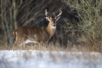 Mature Buck Whitetail Deer