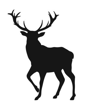 silhouette of the buck