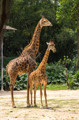 Mother with young giraffe are walking in the safari park in China
