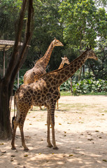 Obraz premium The couple of giraffes is walking in the safari park in China 