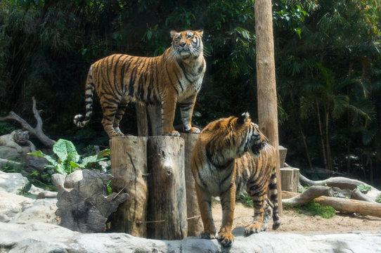 The couple of Amur tigers is walking in the safari park in China