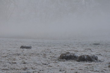 Obraz premium Krajobraz zimą - mgła na polu