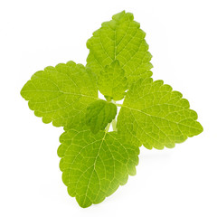 Fresh mint leaves isolated on white background. © gitusik