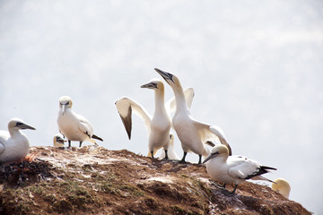 Morus bassanus - gannets at Helgoland germany