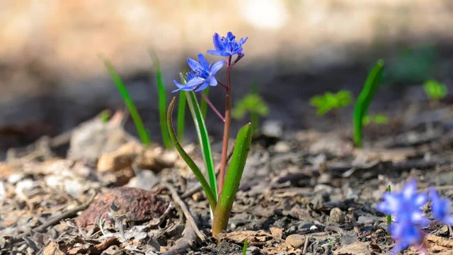 First spring forest flower /  First spring  forest flower on rocky ground