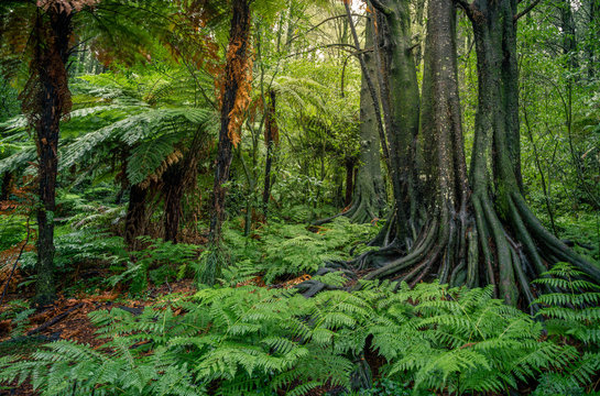 Fototapeta Jungle trees and green ferns