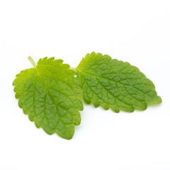 Fresh mint leaves isolated on white background.