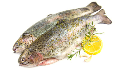 raw trout on white background