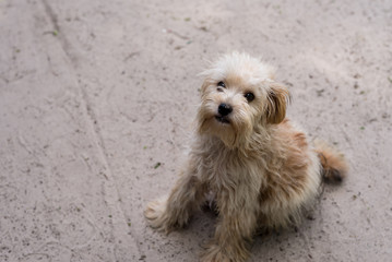 cachorros nativos soltos na ilha