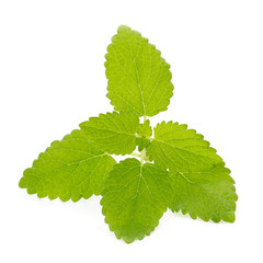 Fresh mint leaves isolated on white background.