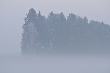 Las okryty mgłą