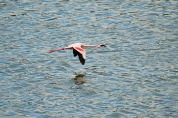 Single Pink Flamingo on the Empakai Lake, Great Rift Valley, Tanzania, Eastern Africa