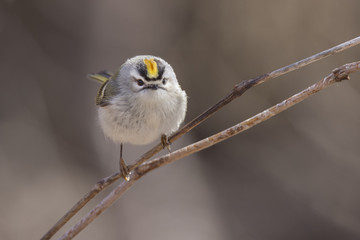Golden-crowned-Kinglet
