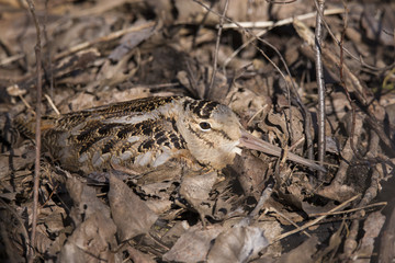 Woodcock at nest 