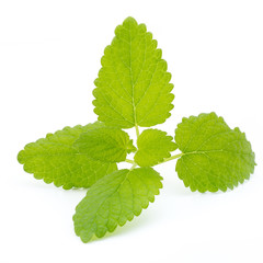 Fresh mint leaves isolated on white background.