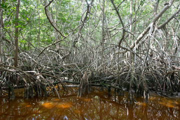 Mangrove forest in Ria Celestun, Mexico