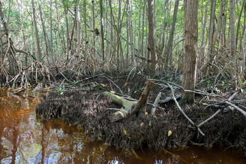 Mangrove forest in Ria Celestun, Mexico