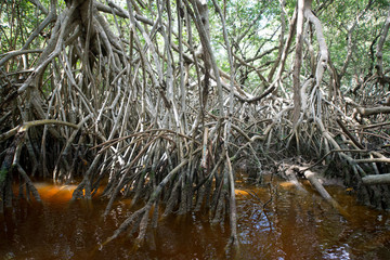 Mangrove forest in Ria Celestun, Mexico