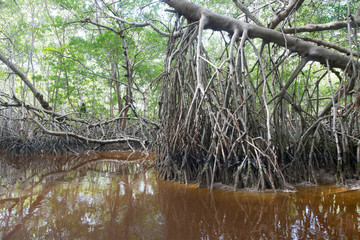 Mangrove forest in Ria Celestun, Mexico