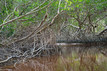 Mangrove forest in Ria Celestun, Mexico
