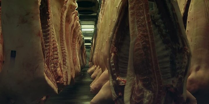 Pig carcasses at a meat factory